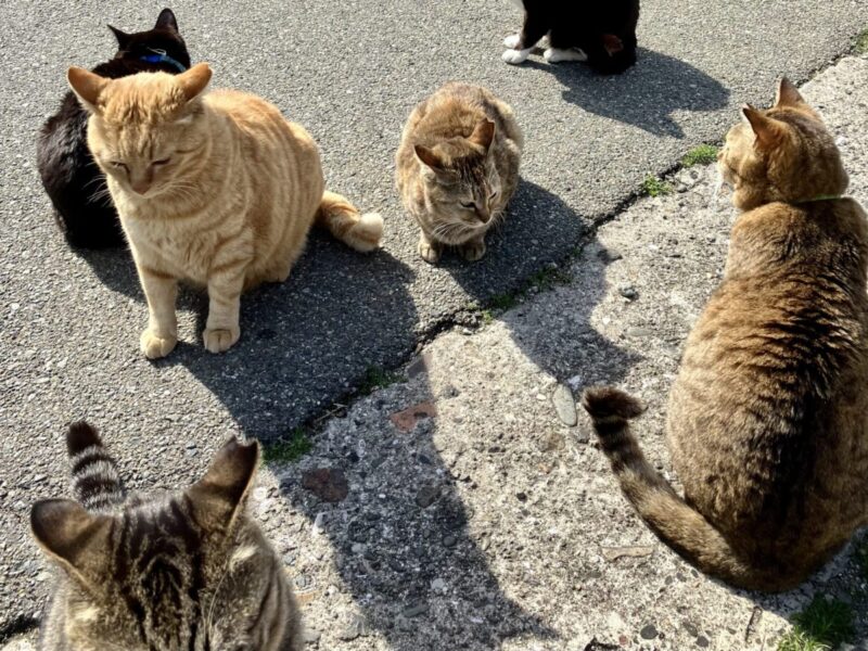 福岡・相島の猫たち