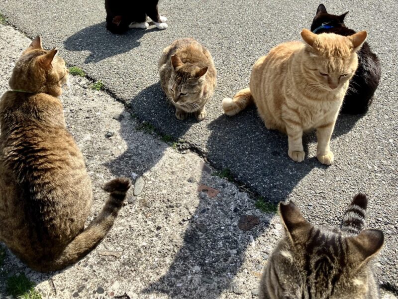 相島の猫たち