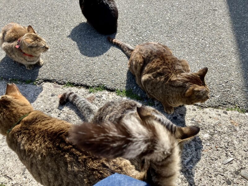 福岡・相島の猫たち　202604使用