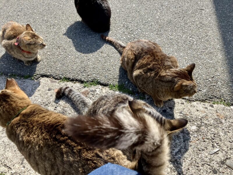 とても人懐こい相島の猫ちゃん。港に着くとお出迎えしてくれます。