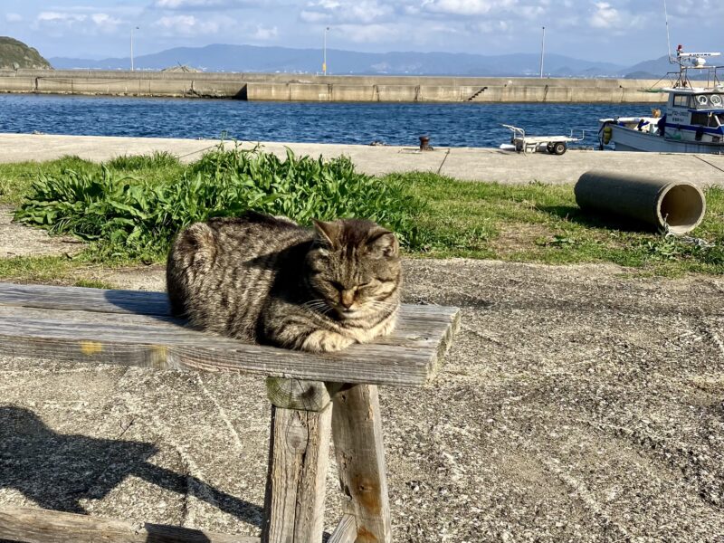相島のお昼寝している猫ちゃん。お天気がいい時はこうやって日向ぼっこをしています。