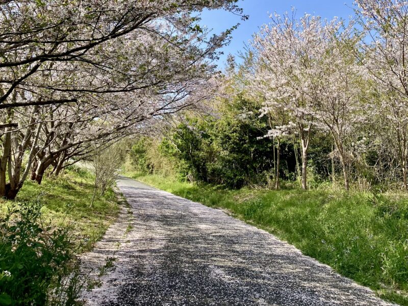 春の相島は、坂を登ると華やかな山桜がお出迎えをしてくれます。