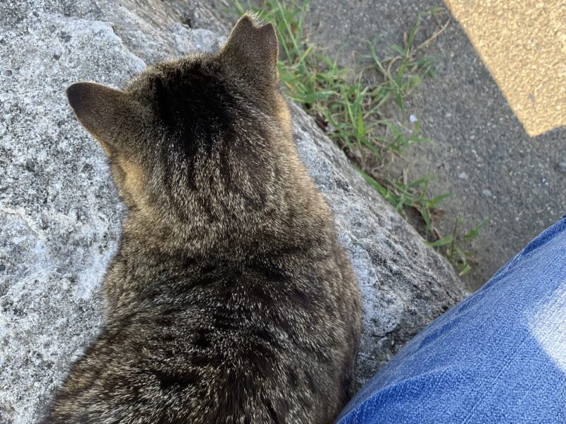 福岡・相島の猫たちはとても穏やかな性格で、人慣れしています。