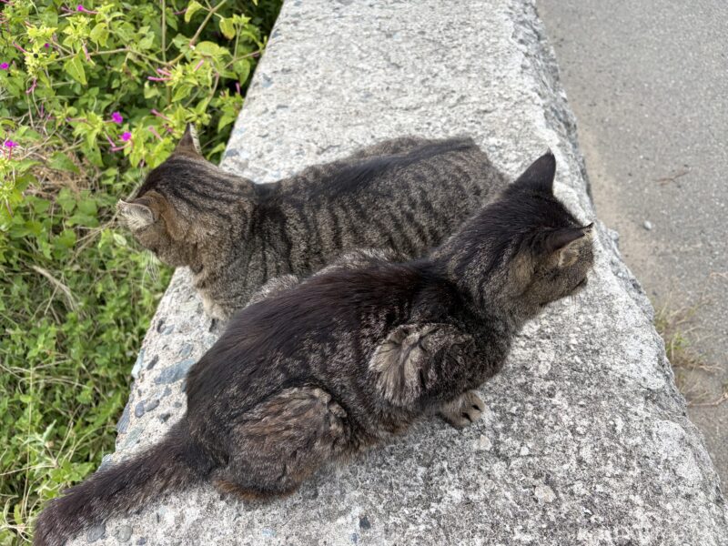 福岡・相島の猫たちは兄弟率が高めです。これは島ならではなのかもしれません。