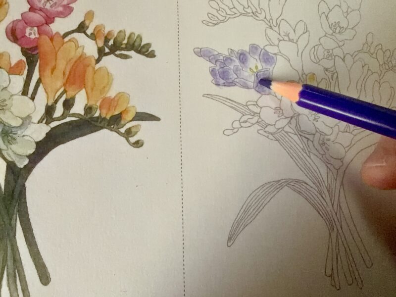 大人のぬりえを色鉛筆で塗っている途中の写真