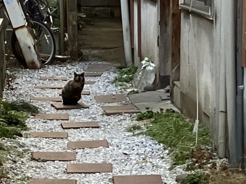 美野島の路地裏を散歩して、静かな時間を過ごした日の街並み