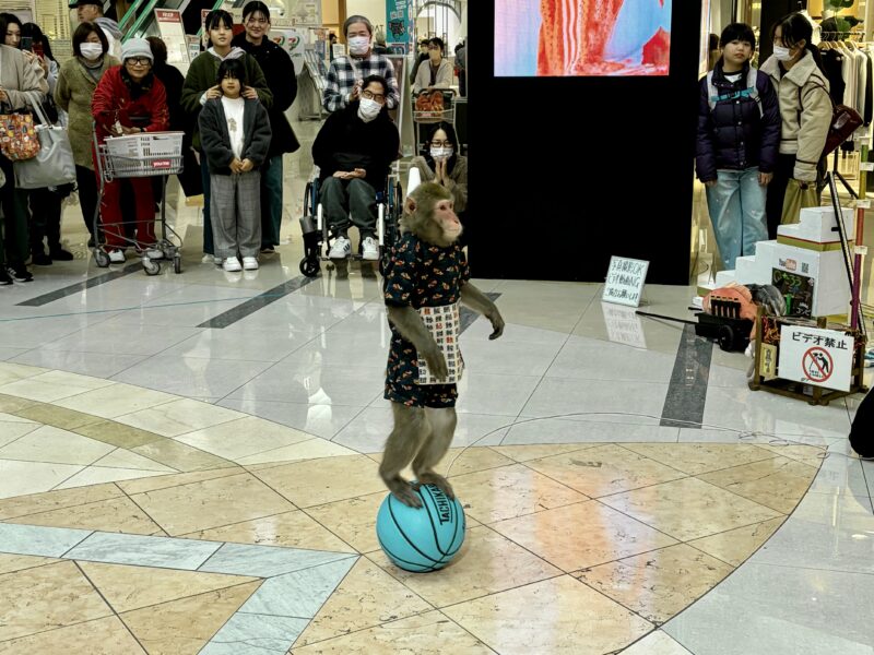 思わず見入ってしまった猿回し。ひとりでも十分楽しめます。