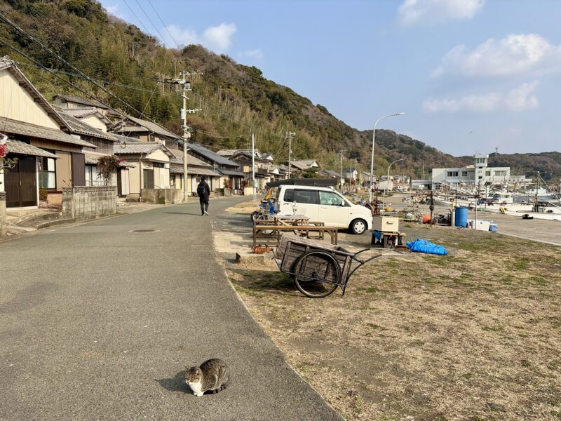 冬の相島の海辺と道路の隅で丸まる猫の様子