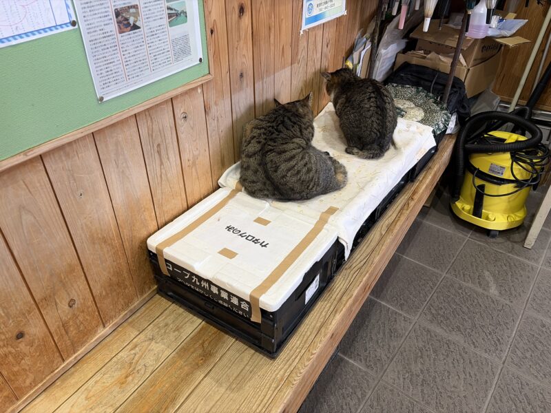 相島の待合室で寄り添うキジ猫2匹。寒い冬の様子