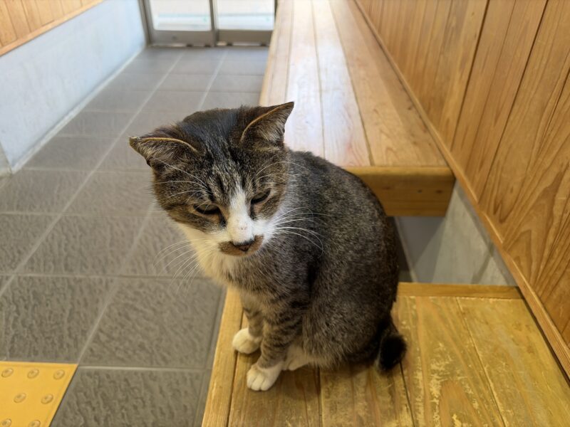 ジンバルの音に警戒する相島の猫