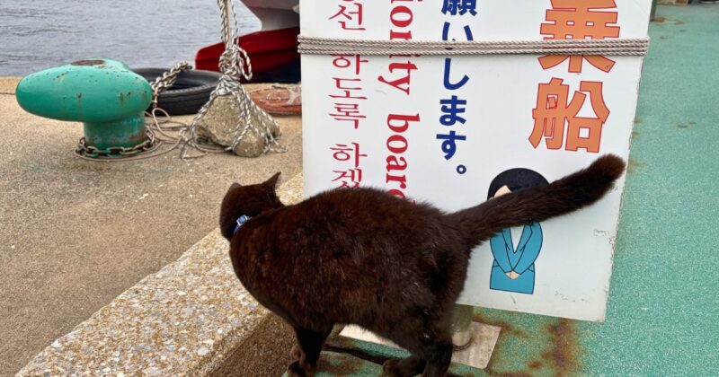 相島漁港の猫ちゃん