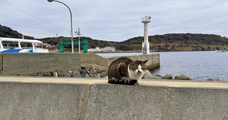 相島渡船場の猫