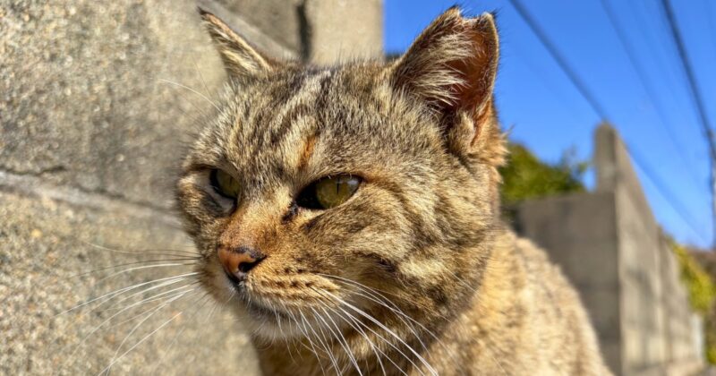 相島の猫ちゃん
