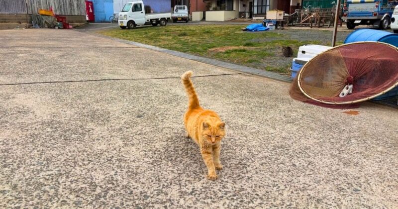 相島の茶トラ猫