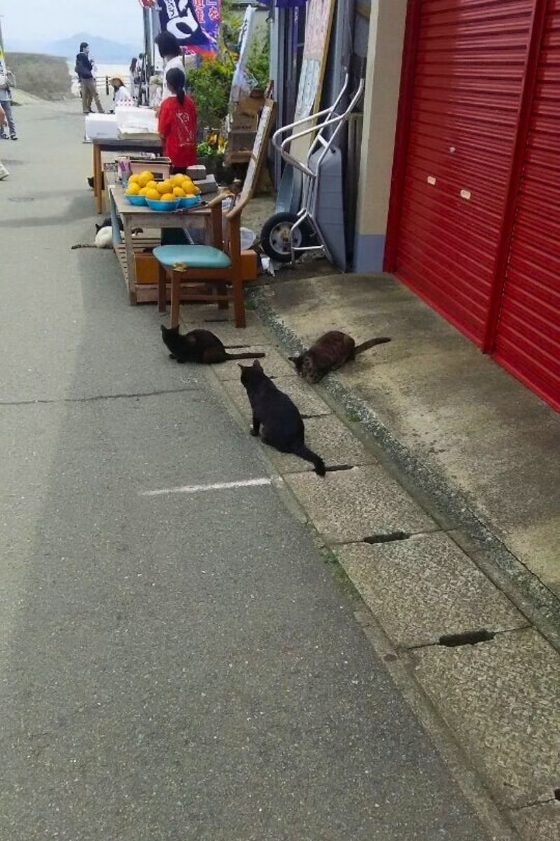 【福岡・相島】2017年春の相島フェスタの頃のの猫