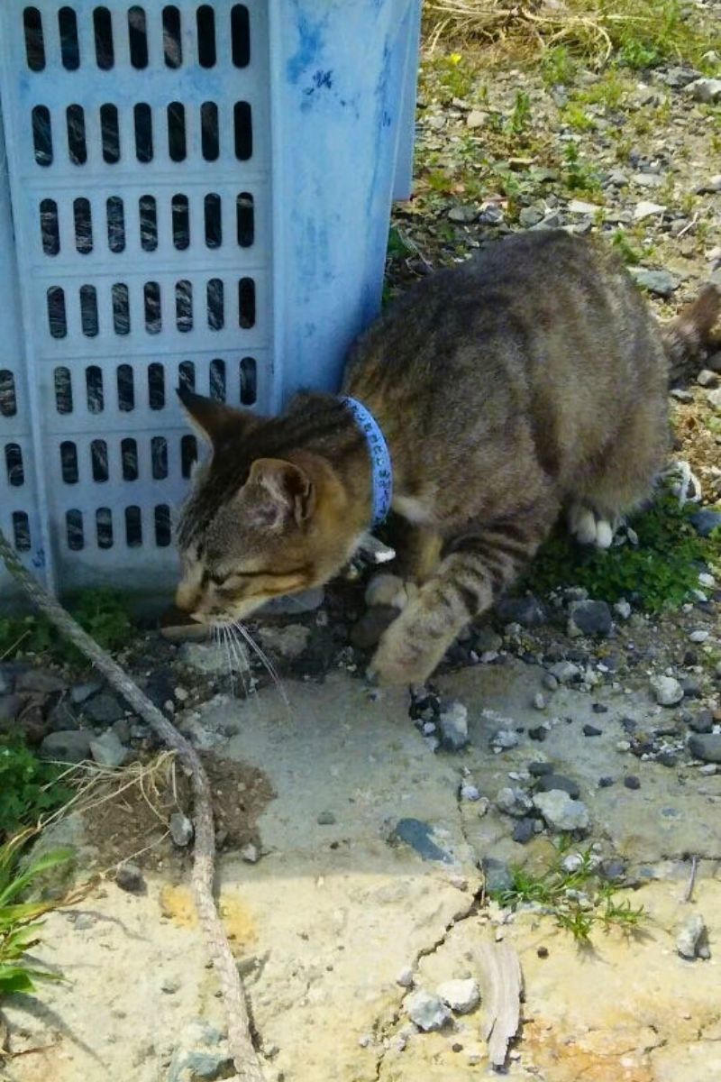 【福岡・相島】2017年相島の猫