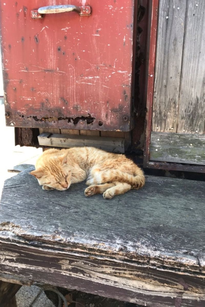 【福岡・相島】2019年秋の猫