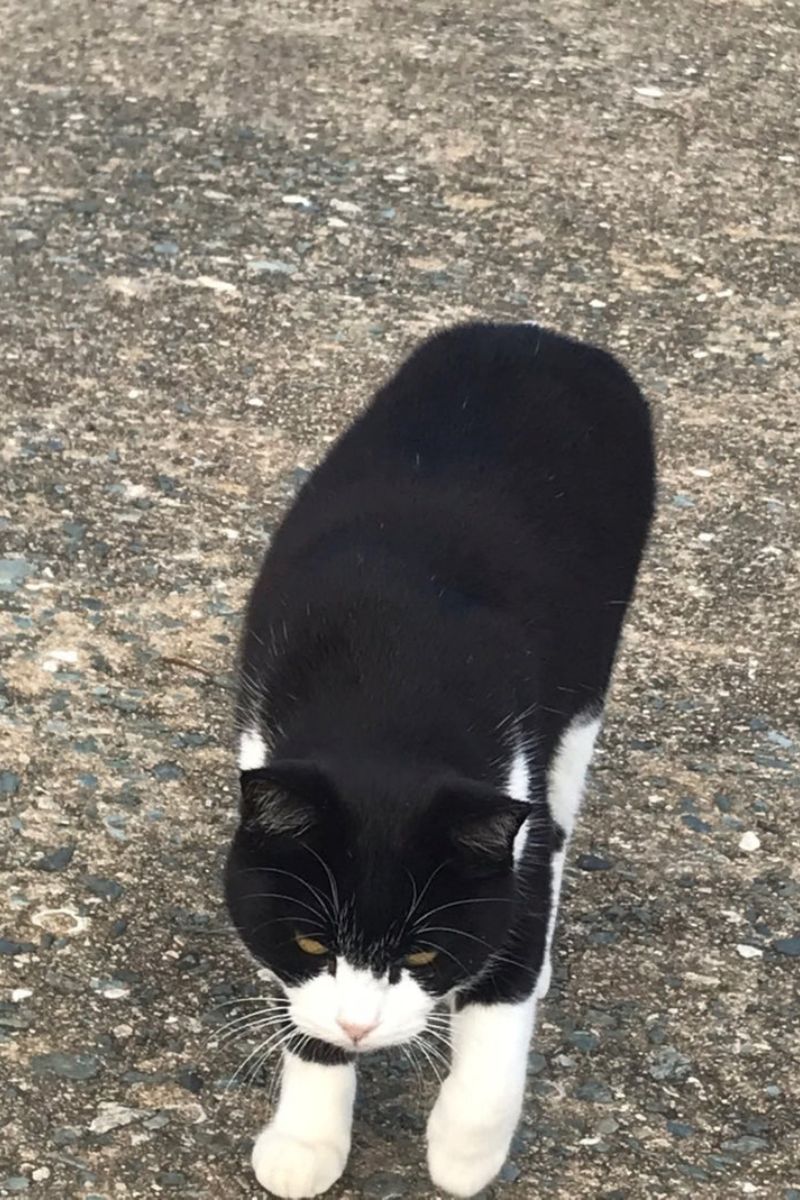 【福岡・相島】2021年冬の猫