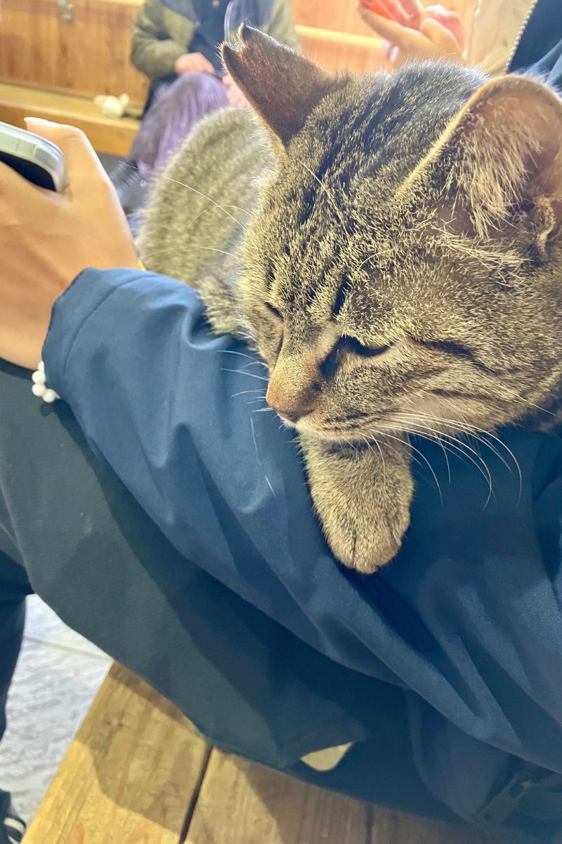 福岡、相島の待合室にいる猫