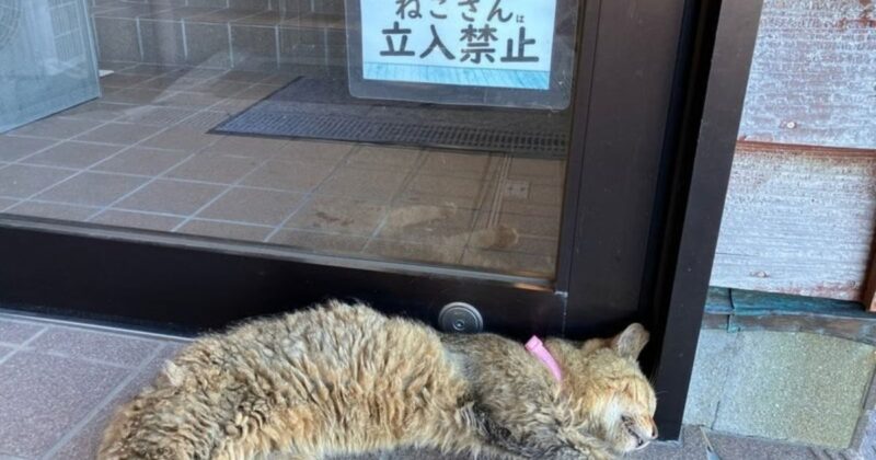 福岡・相島の猫。