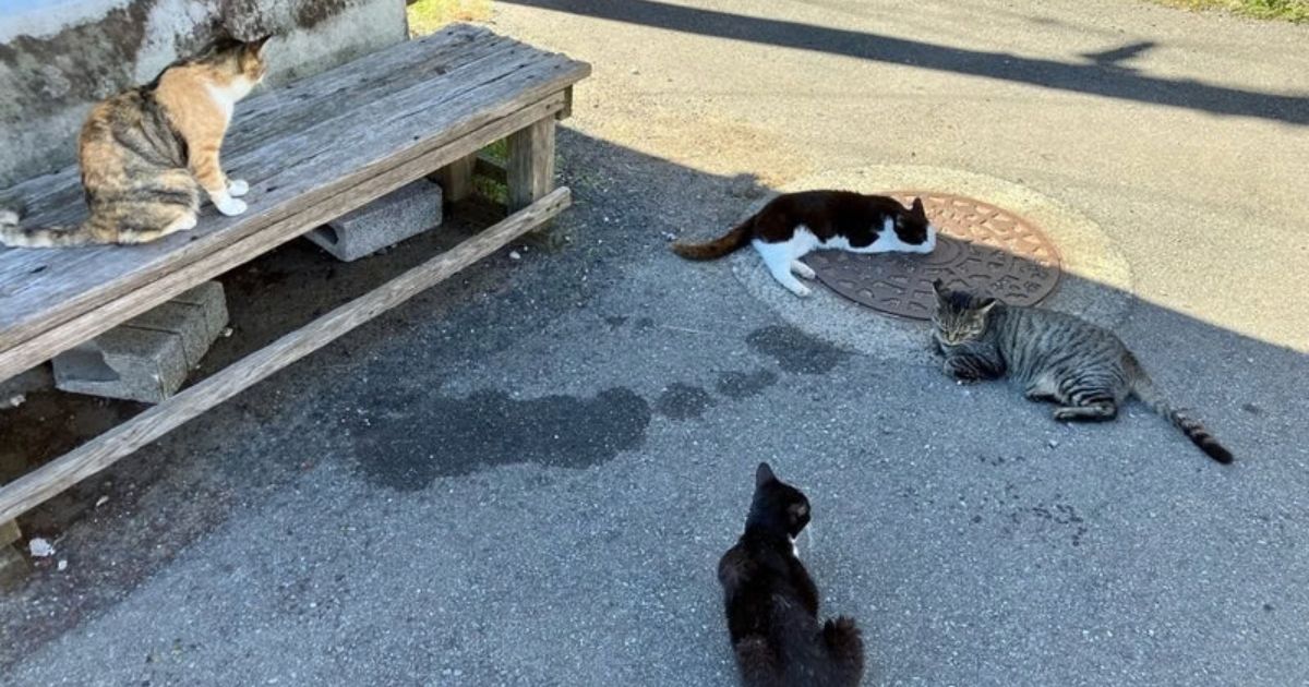 港のベンチ周辺でのんびり過ごす複数の猫たちの様子