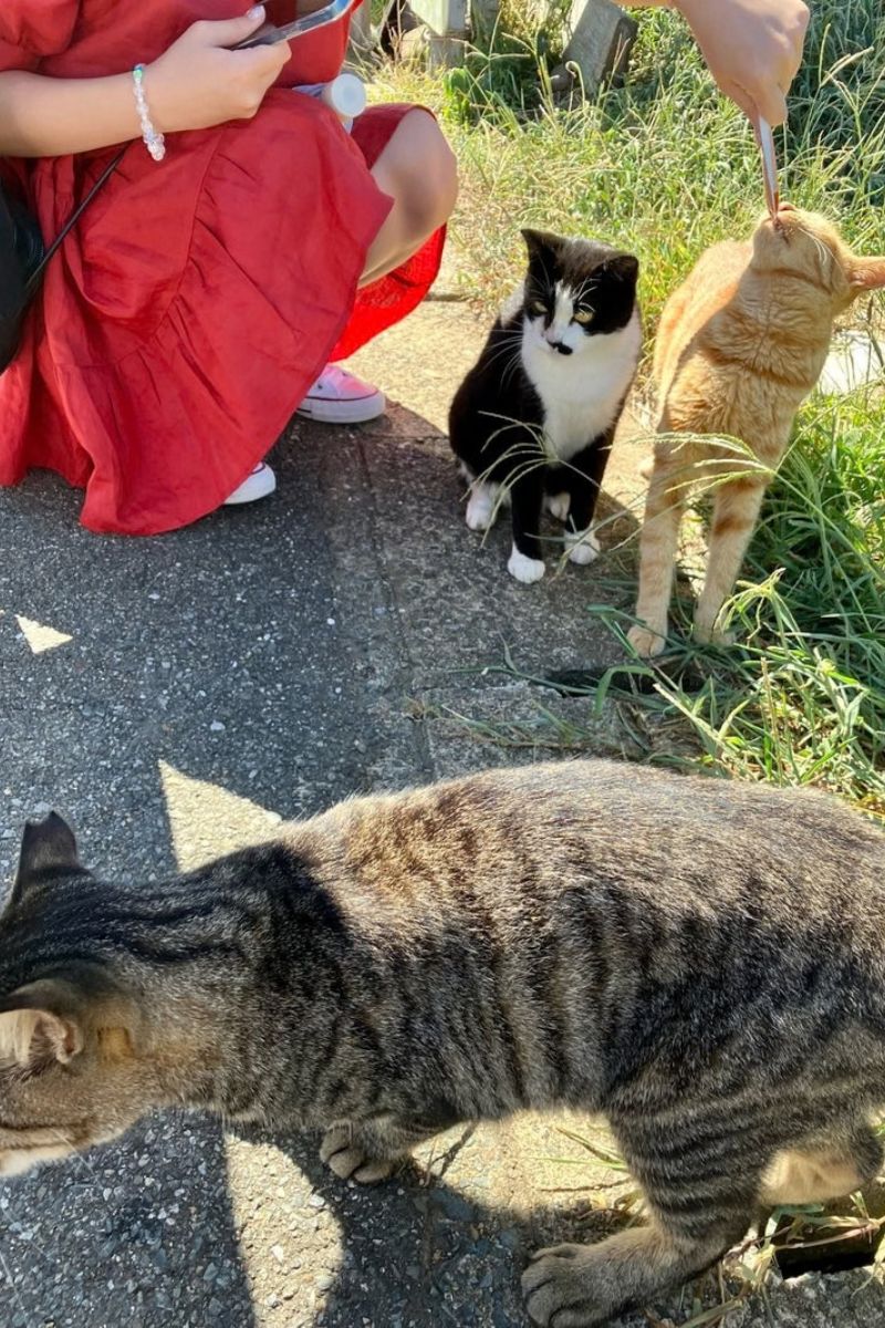 【福岡・相島】2023年夏の猫