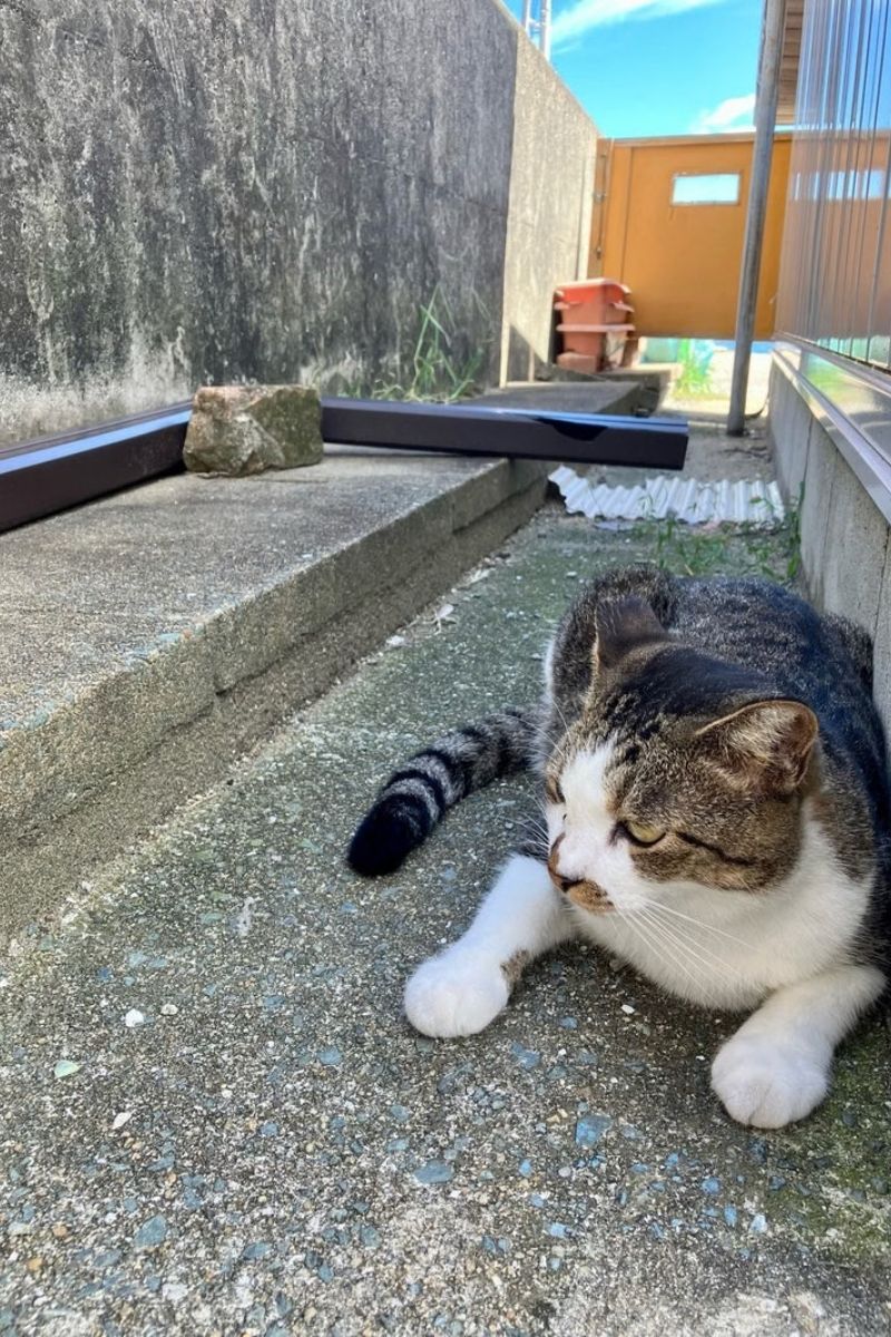 【福岡・相島】2023年夏の猫