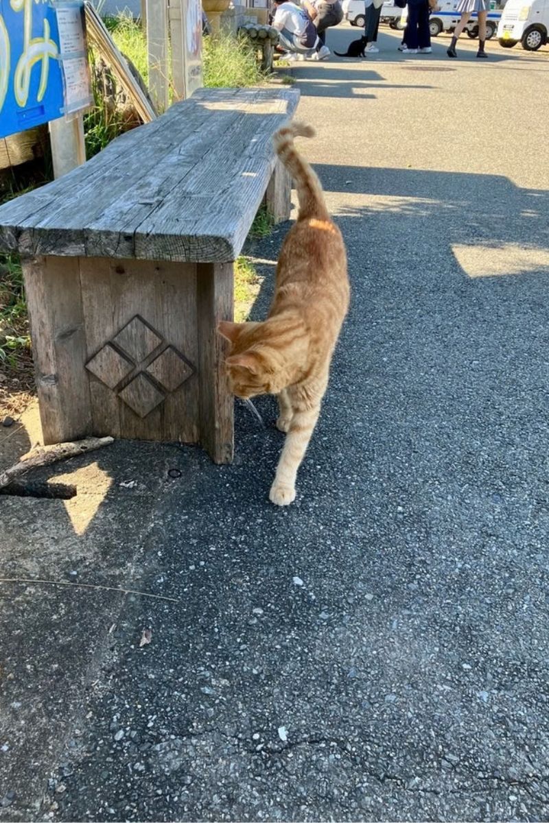 【福岡・相島】2023年春の相島の猫