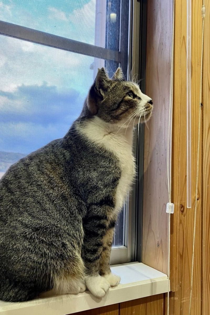 【福岡・相島】2023年の相島の猫