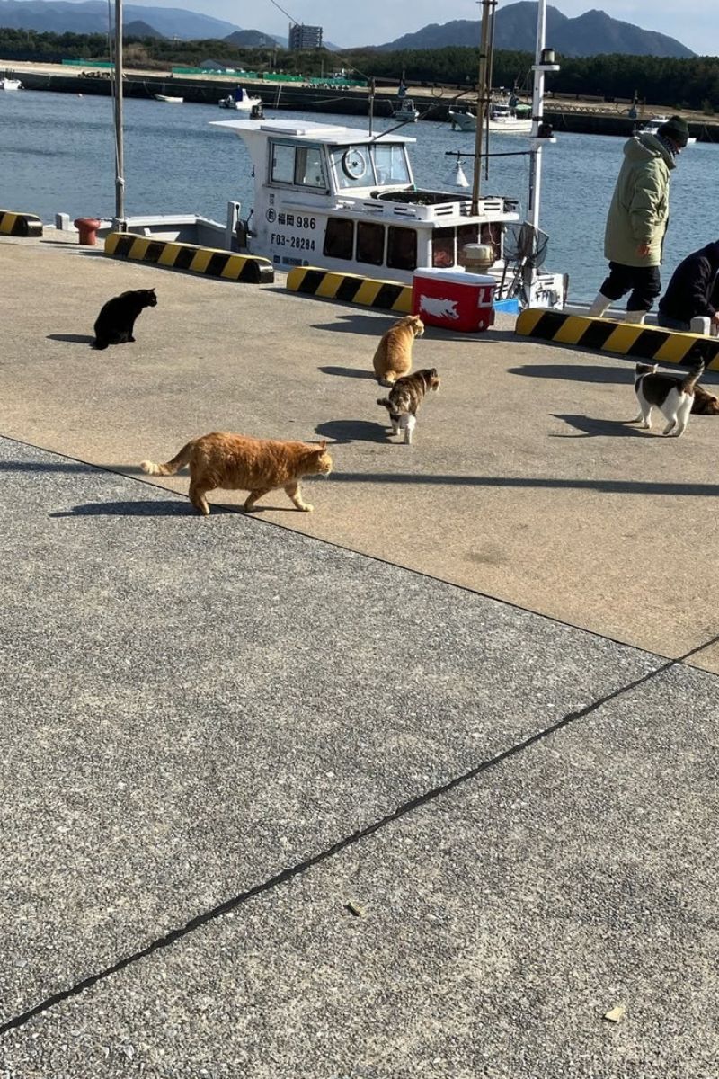 【福岡・相島】2024年冬の相島港と猫