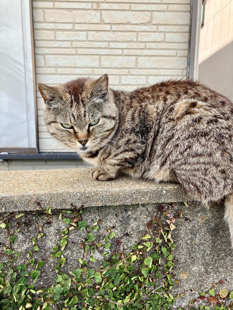 【福岡・相島】目を合わせるとバトルになります。