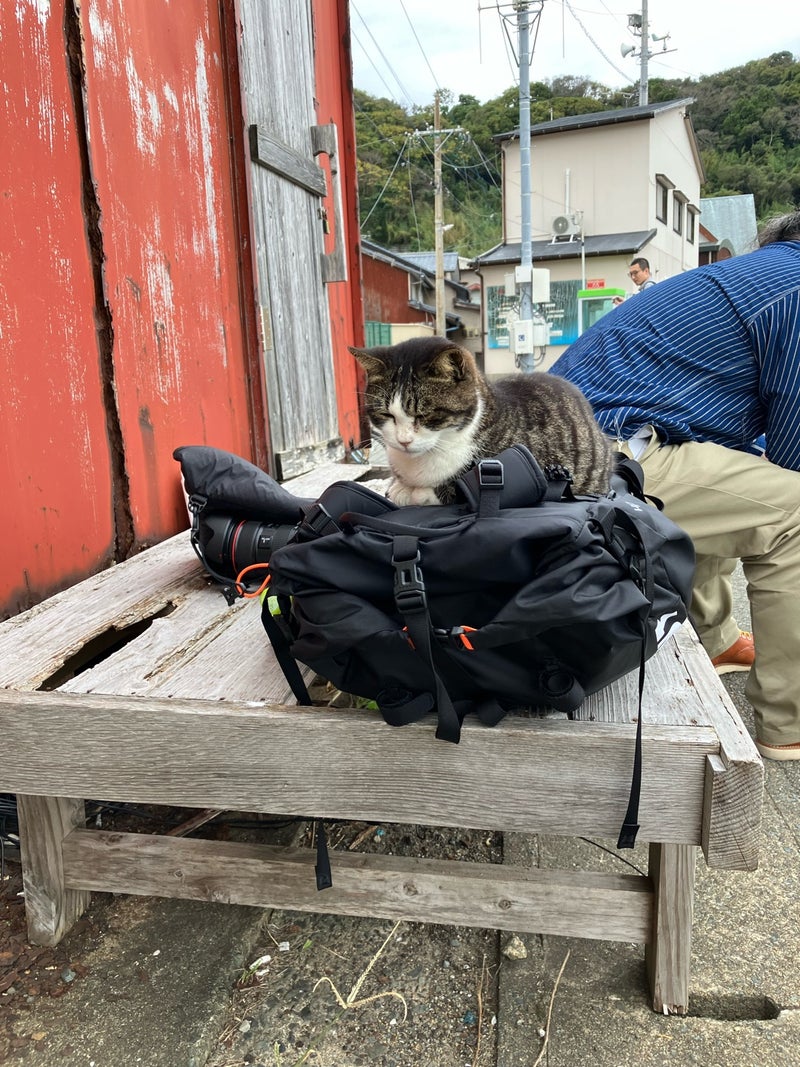 【福岡・相島】お気に入りの場所を見つけた猫