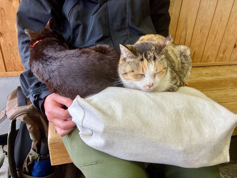 【福岡・相島】待合室の男性の膝に乗る猫