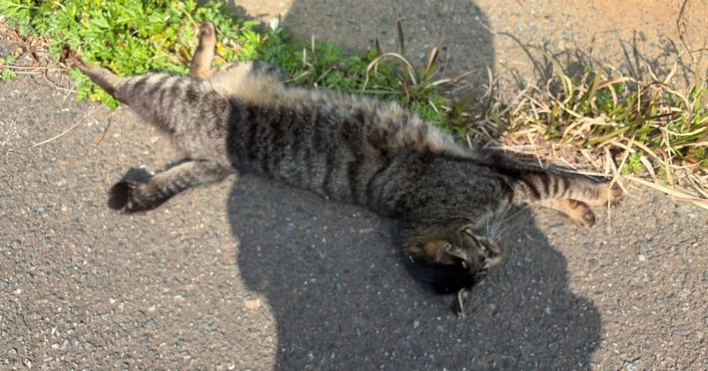 【福岡・相島】伸びる猫