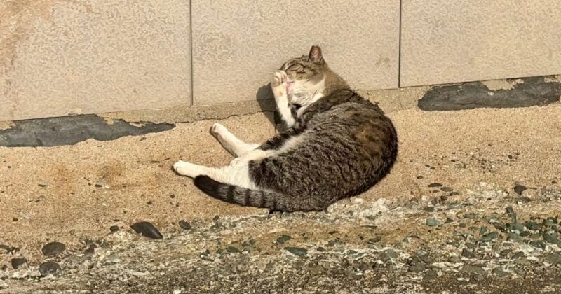 【福岡・相島】のんびりくつろぐ猫