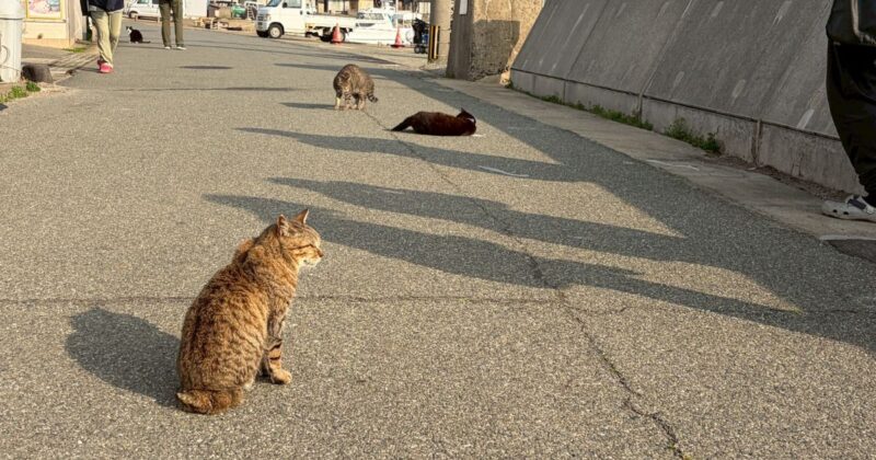 【福岡・相島】相島漁港の猫たち