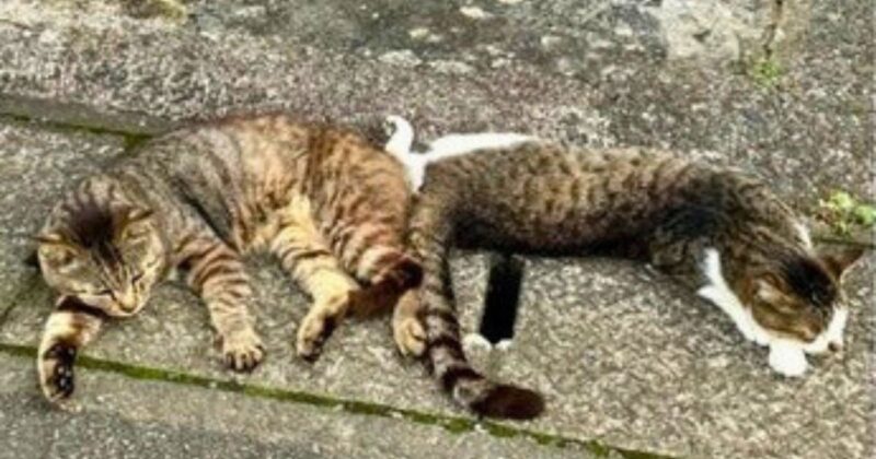 【福岡・相島】相島の猫たち