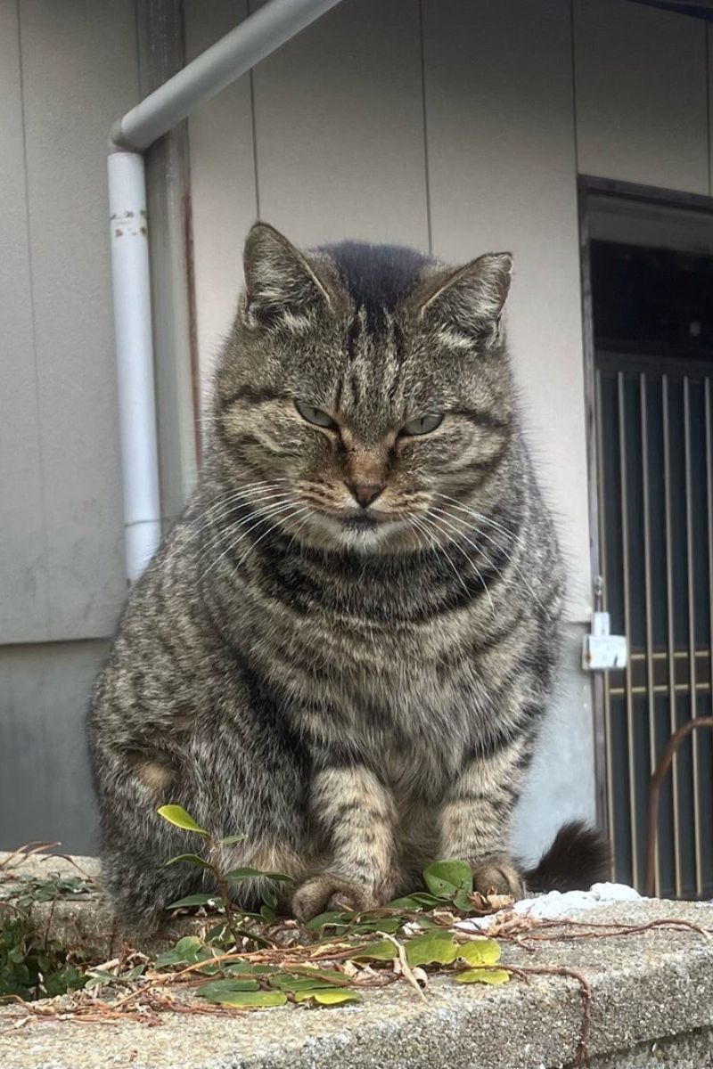 少し強面な表情の相島の猫がこちらを見ている様子