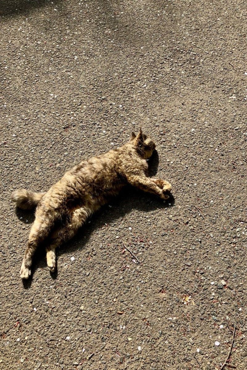 【福岡・相島】山手に行くといる猫