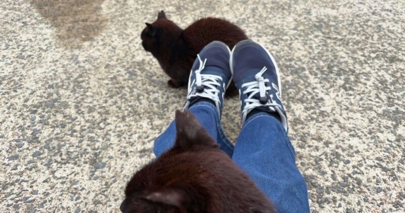 福岡、相島の海辺付近の猫たち