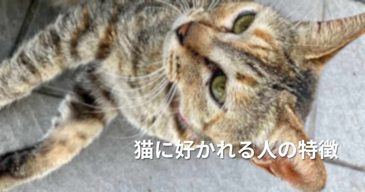 福岡・相島の待合室の猫。アイキャッチ用