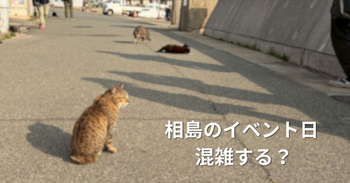 福岡・相島の港の猫