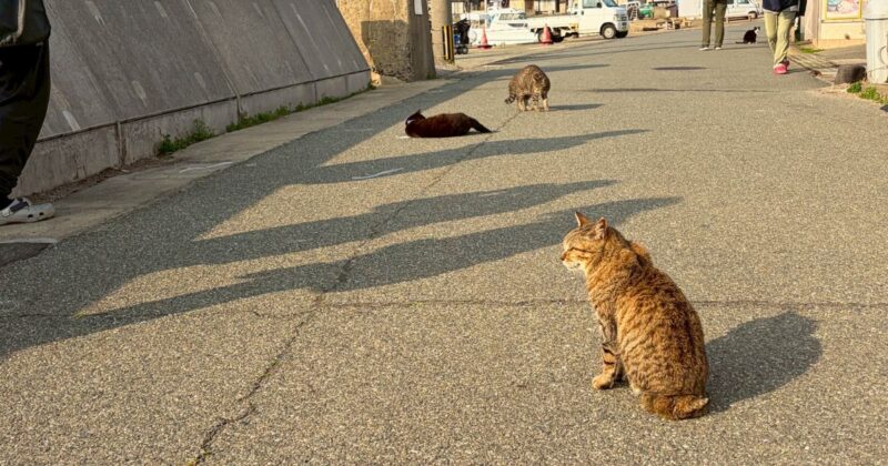 【福岡・相島】朝の相島漁港の猫たち4/8記事　反転