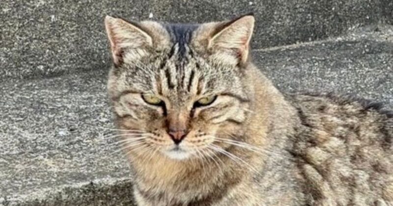 【福岡・相島】港付近にいつもいる猫　アップ