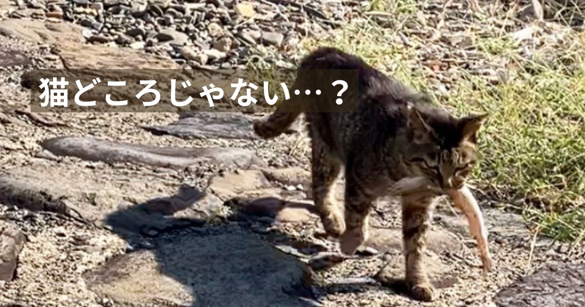 【福岡・相島】お魚くわえた猫　アイキャッチ202604使用