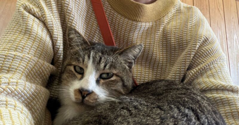 【福岡・相島】待合室でお膝に乗ってくれた猫
