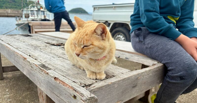 【福岡・相島】撫でられすぎてうんざり顔の猫