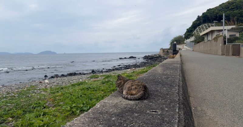 【福岡・相島】海辺の猫。奥にも1匹いる