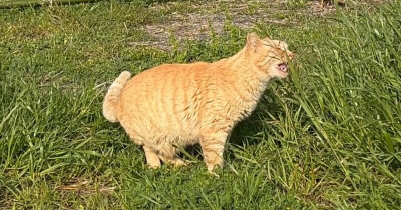 【福岡・相島】草をはむ猫