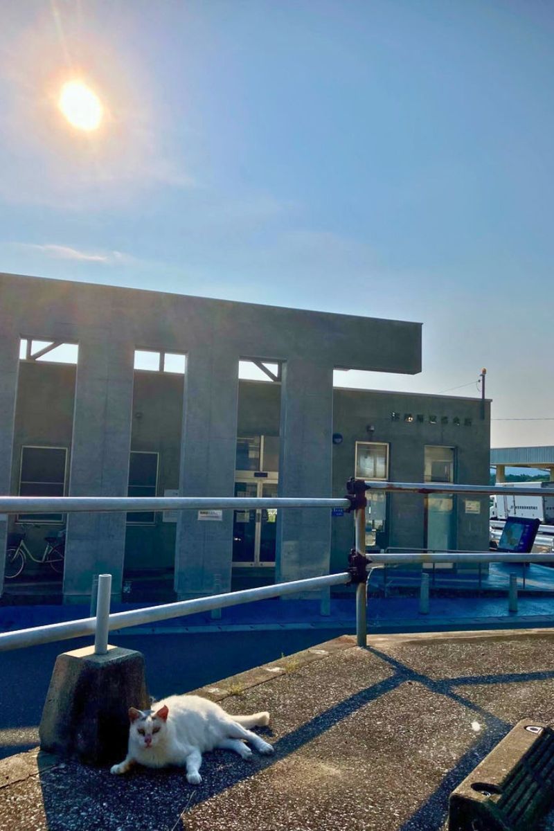 新宮漁港の様子。と猫